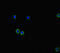 WD repeat-containing protein 85 antibody, LS-C677731, Lifespan Biosciences, Immunofluorescence image 