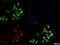 Toll Like Receptor 7 antibody, NBP2-24906, Novus Biologicals, Immunofluorescence image 