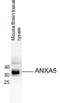 Annexin A5 antibody, 54-317, ProSci, Western Blot image 