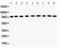 Growth Hormone Receptor antibody, PA1726, Boster Biological Technology, Western Blot image 