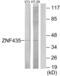 Zinc Finger And SCAN Domain Containing 16 antibody, abx013796, Abbexa, Western Blot image 