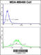 Transgelin antibody, 62-394, ProSci, Immunofluorescence image 