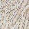 RNA Binding Fox-1 Homolog 3 antibody, LS-C335111, Lifespan Biosciences, Immunohistochemistry frozen image 