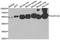Aldehyde Dehydrogenase 1 Family Member A2 antibody, A7503, ABclonal Technology, Western Blot image 