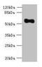 Oxidative Stress Induced Growth Inhibitor Family Member 2 antibody, CSB-PA897460LA01HU, Cusabio, Western Blot image 