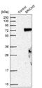 Serine And Arginine Rich Splicing Factor 5 antibody, PA5-55237, Invitrogen Antibodies, Western Blot image 