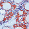 Calc antibody, LS-C88667, Lifespan Biosciences, Immunohistochemistry frozen image 