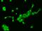 Inhibitor Of Growth Family Member 1 antibody, 207512-T02, Sino Biological, Immunohistochemistry frozen image 