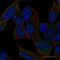 Interaction Protein For Cytohesin Exchange Factors 1 antibody, HPA028710, Atlas Antibodies, Immunofluorescence image 