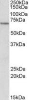 ETF dehydrogenase antibody, LS-C113022, Lifespan Biosciences, Western Blot image 