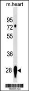 Calpain Small Subunit 2 antibody, 60-492, ProSci, Western Blot image 