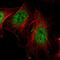 Sp1 Transcription Factor antibody, HPA001853, Atlas Antibodies, Immunocytochemistry image 