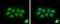 PYD And CARD Domain Containing antibody, PA5-27715, Invitrogen Antibodies, Immunofluorescence image 