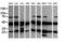 Mitogen-Activated Protein Kinase Kinase 1 antibody, LS-C174505, Lifespan Biosciences, Western Blot image 