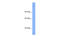 SIN3 Transcription Regulator Family Member B antibody, 28-595, ProSci, Enzyme Linked Immunosorbent Assay image 