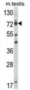 Elongation Factor For RNA Polymerase II antibody, AP51415PU-N, Origene, Western Blot image 