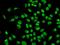 DNA Methyltransferase 1 antibody, orb167401, Biorbyt, Immunofluorescence image 