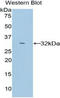 Cytochrome P450 Family 26 Subfamily A Member 1 antibody, LS-C294104, Lifespan Biosciences, Western Blot image 