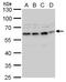 Heat Shock Protein Family A (Hsp70) Member 13 antibody, GTX120858, GeneTex, Western Blot image 