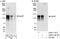 Arf-GAP with SH3 domain, ANK repeat and PH domain-containing protein 1 antibody, A302-118A, Bethyl Labs, Western Blot image 