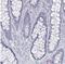 Guanidinoacetate N-methyltransferase antibody, NBP2-14036, Novus Biologicals, Immunohistochemistry paraffin image 