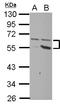 Plexin Domain Containing 2 antibody, LS-C155550, Lifespan Biosciences, Western Blot image 