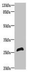 Receptor Transporter Protein 2 antibody, LS-C399202, Lifespan Biosciences, Western Blot image 