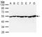DnaJ Heat Shock Protein Family (Hsp40) Member A3 antibody, GTX111077, GeneTex, Western Blot image 