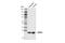 High Mobility Group Box 1 antibody, 29556S, Cell Signaling Technology, Western Blot image 
