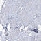 Carboxylesterase 4A antibody, HPA035701, Atlas Antibodies, Immunohistochemistry paraffin image 