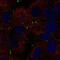 Claudin 9 antibody, NBP2-57269, Novus Biologicals, Immunocytochemistry image 