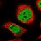 Zinc Finger Protein 789 antibody, HPA029500, Atlas Antibodies, Immunofluorescence image 