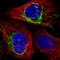 Phospholipase D Family Member 5 antibody, HPA028389, Atlas Antibodies, Immunofluorescence image 