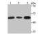 Glutathione Synthetase antibody, NBP2-75513, Novus Biologicals, Western Blot image 
