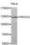 Phosphatidylinositol-4,5-Bisphosphate 3-Kinase Catalytic Subunit Gamma antibody, PA5-76991, Invitrogen Antibodies, Western Blot image 