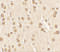 Nucleobindin 2 antibody, 7271, ProSci, Immunohistochemistry paraffin image 