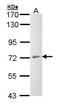 Sphingosine Kinase 2 antibody, NBP1-33085, Novus Biologicals, Western Blot image 