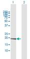 Mediator Complex Subunit 9 antibody, H00055090-B01P, Novus Biologicals, Western Blot image 