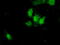 Ketohexokinase antibody, LS-C115294, Lifespan Biosciences, Immunofluorescence image 