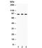 Lysine Acetyltransferase 2A antibody, R32295, NSJ Bioreagents, Western Blot image 