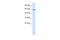 GIOT3 antibody, A11766, Boster Biological Technology, Western Blot image 