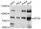Integrator Complex Subunit 9 antibody, abx126009, Abbexa, Western Blot image 
