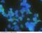Latexin antibody, 10211-R101, Sino Biological, Immunohistochemistry frozen image 
