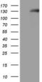 Natriuretic Peptide Receptor 1 antibody, LS-C339656, Lifespan Biosciences, Western Blot image 