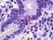 Pancreatic Polypeptide antibody, orb94933, Biorbyt, Immunohistochemistry paraffin image 