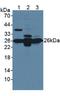 Glutathione S-Transferase Mu 1 antibody, LS-C707960, Lifespan Biosciences, Western Blot image 