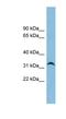 Neurexophilin 4 antibody, NBP1-57773, Novus Biologicals, Western Blot image 