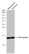 Neurogranin antibody, GTX134048, GeneTex, Western Blot image 