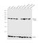 DnaJ Heat Shock Protein Family (Hsp40) Member C3 antibody, MA5-14820, Invitrogen Antibodies, Western Blot image 