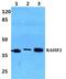 Ras Association Domain Family Member 2 antibody, PA5-75556, Invitrogen Antibodies, Western Blot image 